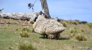 Chris The Sheep Rescued