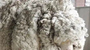 Chris The Sheep
