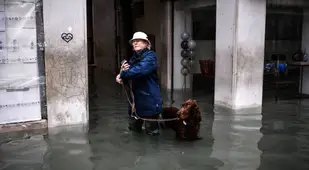 Dog In Venice Flood