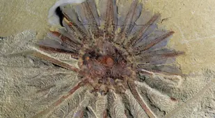 518 Million Year Old Daihua Fossil