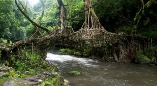Root Bridge in India