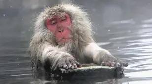 Japanese Snow Monkeys