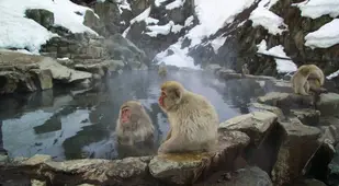 Japanese Snow Monkeys