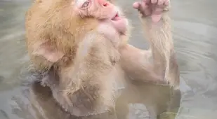 Jigokudani Monkey Park Springs