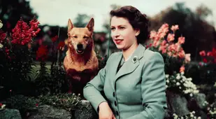 Queen Elizabeth II With Her Corgi