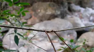 Roots Taking Hold