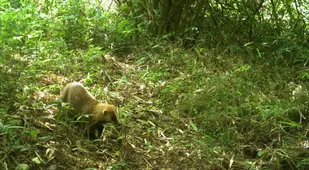 Badger Fukushima Exclusion Zone