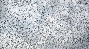 Desert Locust Invasion