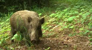 Wild Boar Fukushima Animals