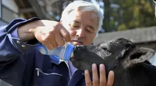 Bottle Feeding Calf