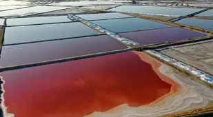 Magenta Algae In Yuncheng
