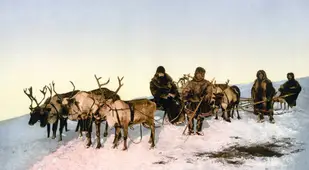 Archangel Reindeer