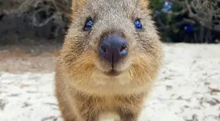 Austrailian Quokka Sand