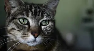 Beautiful Cat Green Eyes