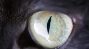 Cat Eye Close Up