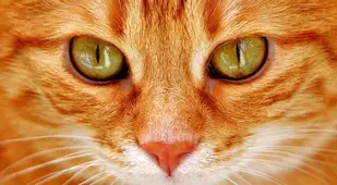 Closeup On Orange Cat's Eyes