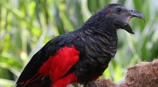 Dracula Parrot Mid Squawk