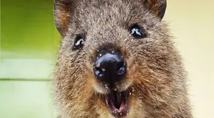 Quokka Animal Eats Chip