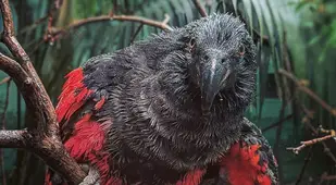 Wet Dracula Parrot
