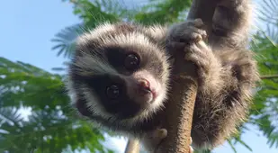 Hanging Cute Baby Loris