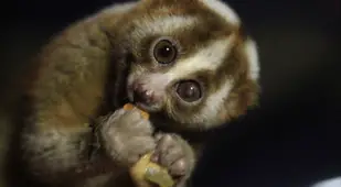Loris Eating