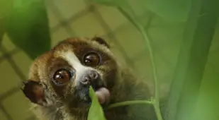 Loris Sticks Out Tongue
