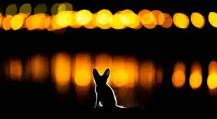 Arabian Red Fox