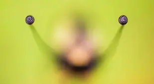 Butterfly Closeup