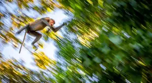 Swinging Monkey