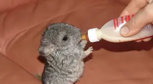 Baby Chinchilla