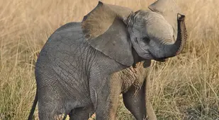 Baby Elephant