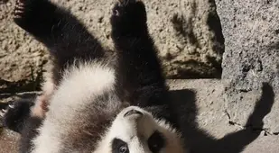 Baby Giant Panda