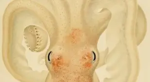 Pink Octopus Drawing