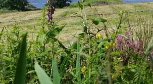 Castle Stalker From The Fields