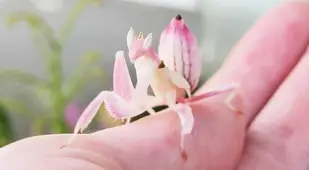 Orchid Mantis