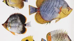 Butterfly Fish