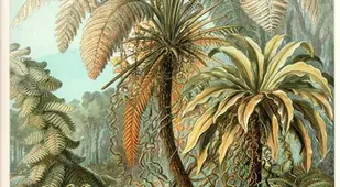 Fern Plants