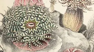 Gem Anemone