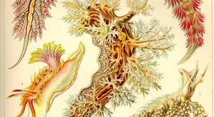 Nudibranchia