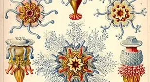 Siphonophorae