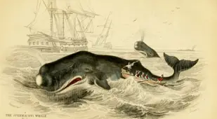 Sperm Whale