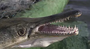 Alligator Gar Head
