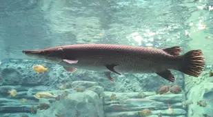 Alligator Gar In Aquarium