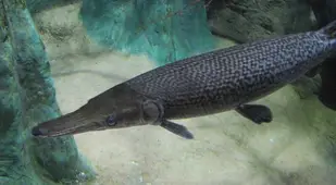 Alligator Gar