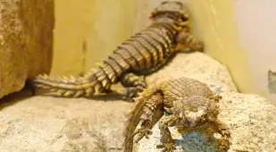 Armadillo Lizards At Zoo