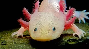 Axolotl
