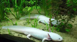 Axolotls