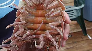 Bathynomus Giganteus Underbelly