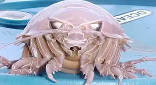Bathynomus Giganteus