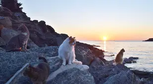 Beach Full Of Cats